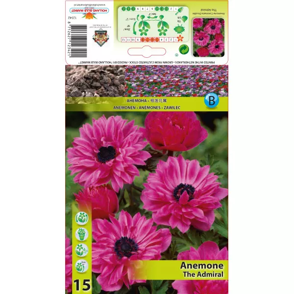 Anemone duble The Admiral