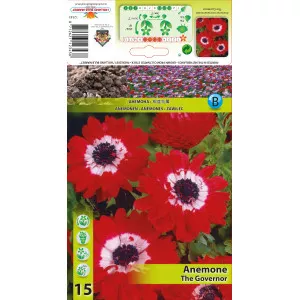 Anemone duble The Governor