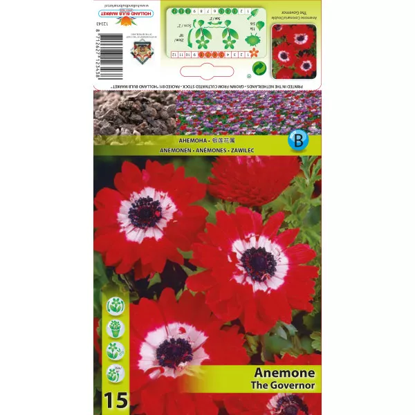 Anemone duble The Governor Anemone duble The Governor