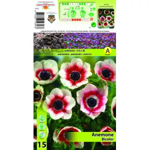 Anemone bicolore
