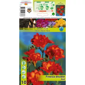 Frezie dublă roșie