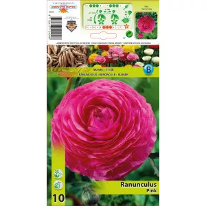 Ranunculus roz