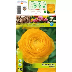 Ranunculus galben