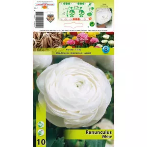 Ranunculus alb