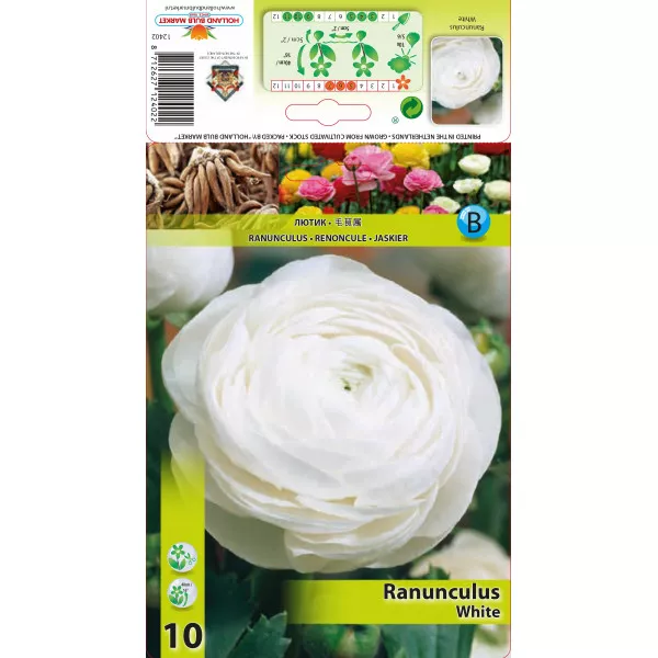 Ranunculus alb Ranunculus alb