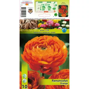 Ranunculus portocaliu