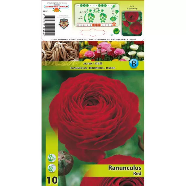 Ranunculus roșu Ranunculus roșu