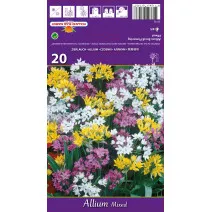 Allium mix multicolor