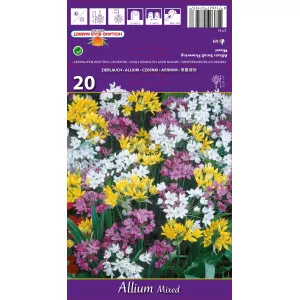 Allium mix multicolor
