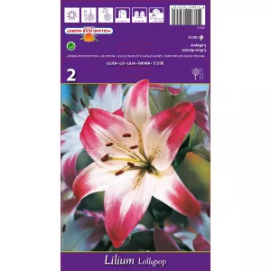 Crin asiatic Lollypop