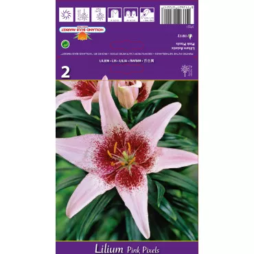 Crin asiatic Pink Pixels