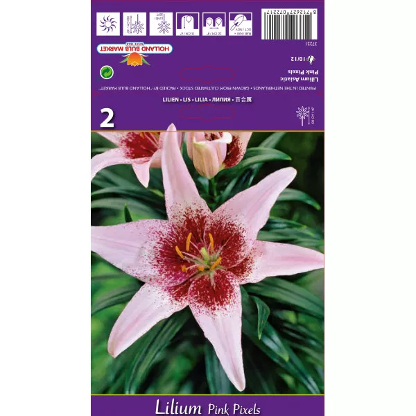 Crin asiatic Pink Pixels Crin asiatic Pink Pixels