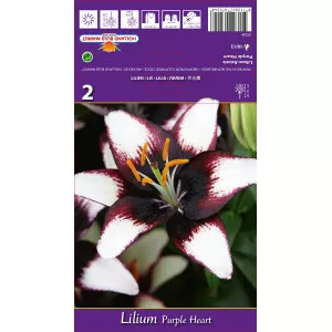 Crin asiatic Purple Heart