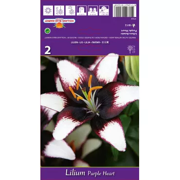 Crin asiatic Purple Heart