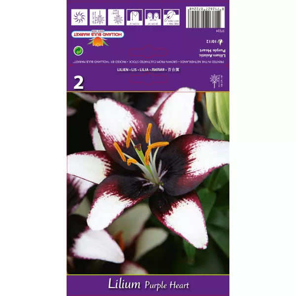 Crin asiatic Purple Heart