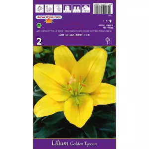 Crin asiatic cu flori lungi (LA) Golden Tycoon