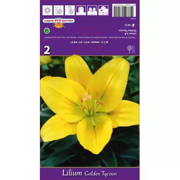 Crin asiatic cu flori lungi (LA) Golden Tycoon