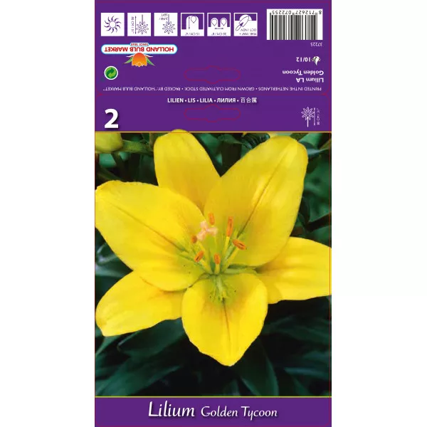 Crin asiatic cu flori lungi (LA) Golden Tycoon Crin asiatic cu flori lungi (LA) Golden Tycoon