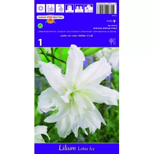 Crin oriental dublu Lotus Ice