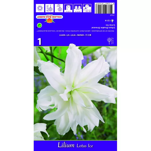 Crin oriental dublu Lotus Ice