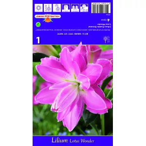 Crin oriental dublu Lotus Wonder