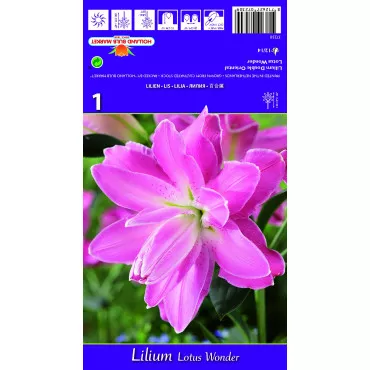 Crin oriental dublu Lotus Wonder