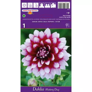 Dalie decorativă Mistery Day