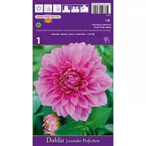 Dalie decorativă Lavender Perfection
