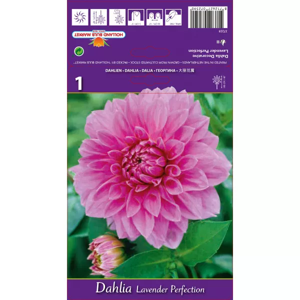 Dalie decorativă Lavender Perfection Dalie decorativă Lavender Perfection