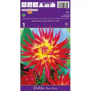 Dalie tip cactus Bora Bora