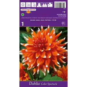 Dalie tip cactus Colour Spectacle