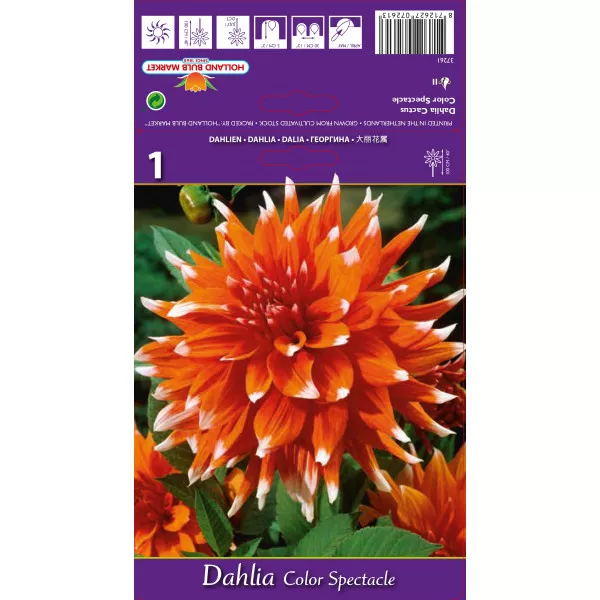 Dalie tip cactus Colour Spectacle Dalie tip cactus Colour Spectacle