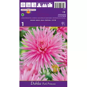 Dalie tip cactus Park Princess
