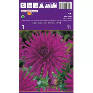 Dalie tip cactus Purple Gem
