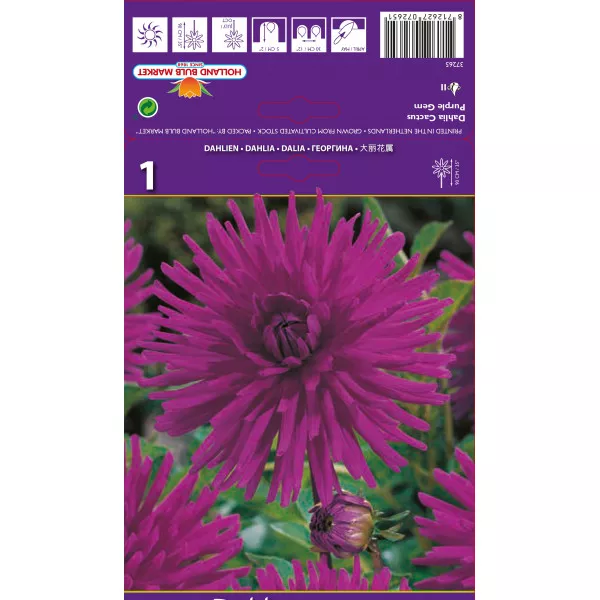 Dalie tip cactus Purple Gem Dalie tip cactus Purple Gem