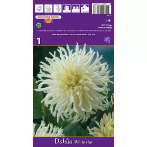 Dalie tip cactus White Star