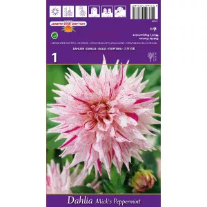 Dalie tip cactus Mick's Peppermint