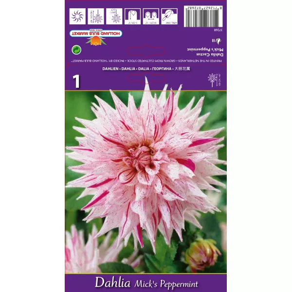 Dalie tip cactus Mick's Peppermint Dalie tip cactus Mick's Peppermint