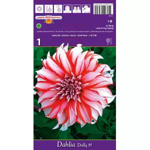 Dalie decorativă Dolly H