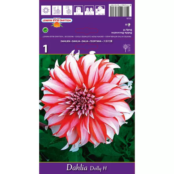 Dalie decorativă Dolly H Dalie decorativă Dolly H