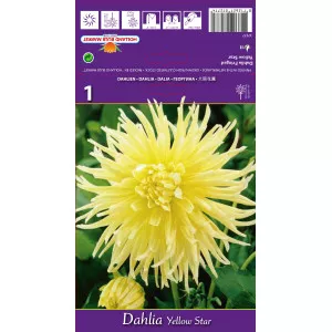 Dalie franjurată Yellow Star