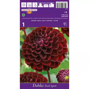 Dalie tip glob Dark Spirit