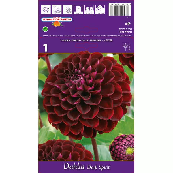 Dalie tip glob Dark Spirit Dalie tip glob Dark Spirit