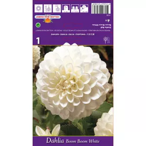 Dalie tip glob Boom Boom White