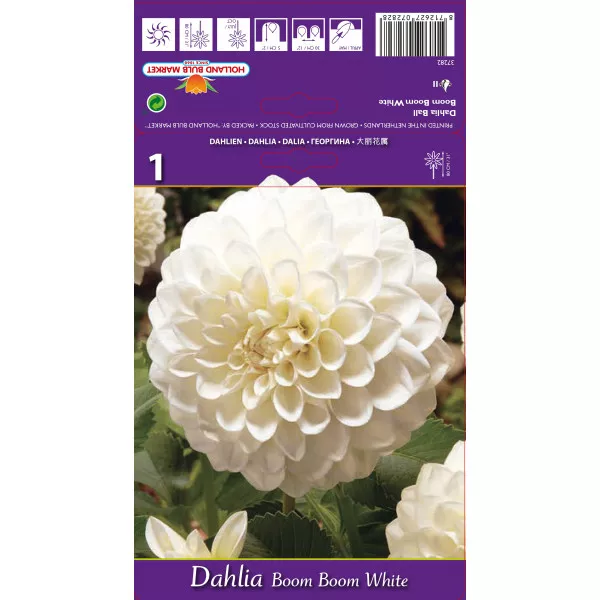 Dalie tip glob Boom Boom White Dalie tip glob Boom Boom White