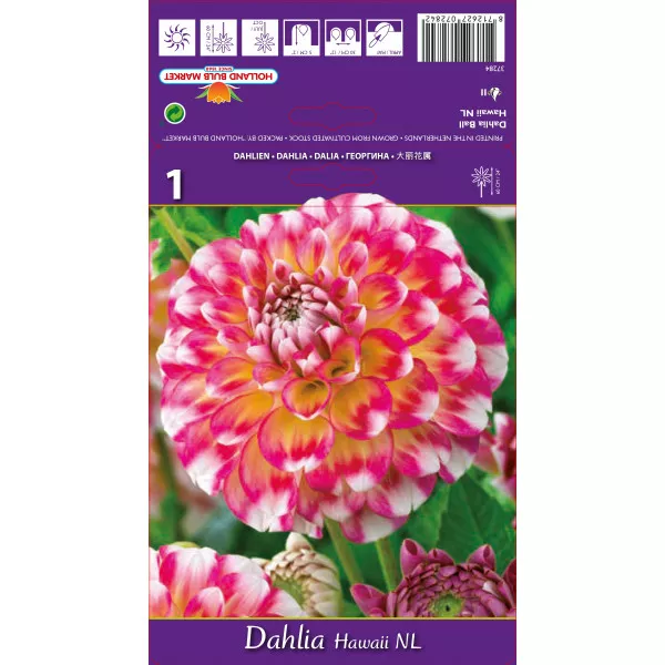 Dalie tip glob Hawaii Dalie tip glob Hawaii
