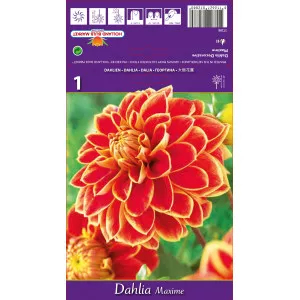 Dalie decorativă Maxime