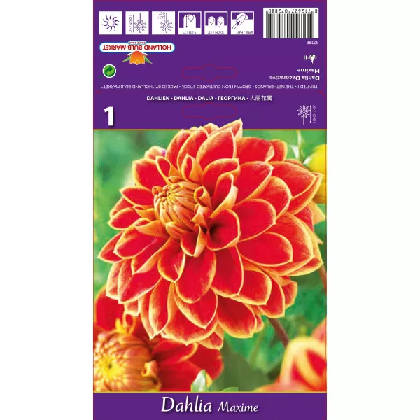Dalie decorativă Maxime Dalie decorativă Maxime