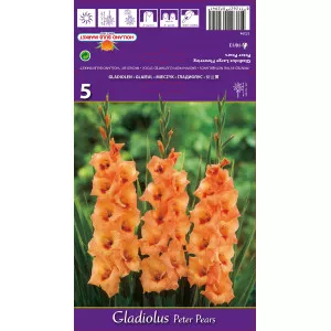 Gladiole Peter Pears