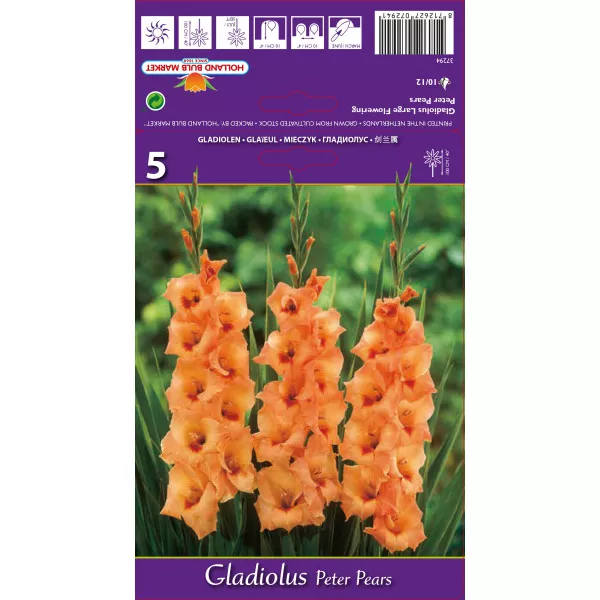 Gladiole Peter Pears Gladiole Peter Pears